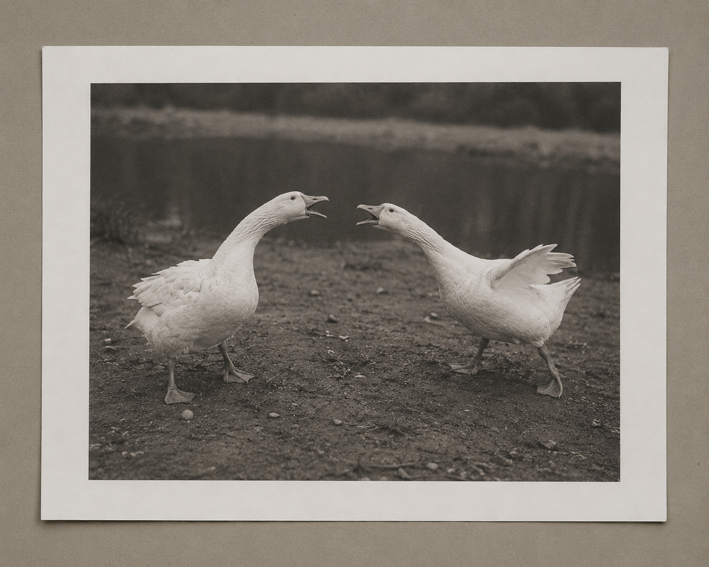 Print: Two Geese Disagreeing